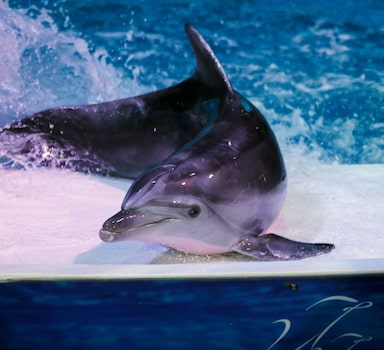 A dolphin is pictured during a show at the Dolphinarium in Dubai, United Arab Emirates, June 23, 2021. REUTERS/Rula Rouhana