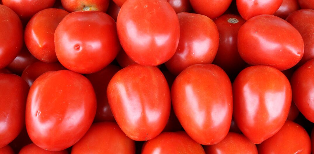 Vários tomates juntos. Foto: Werther