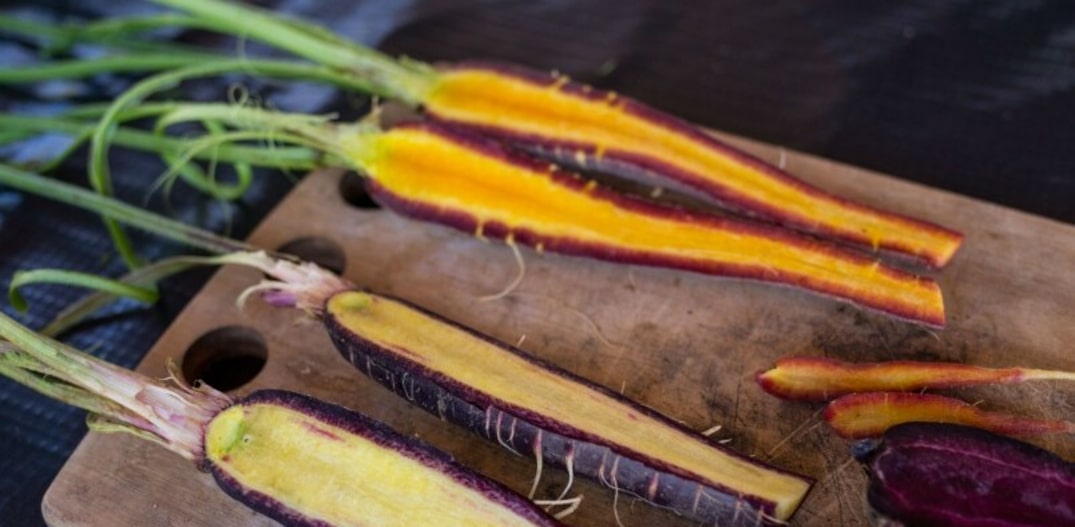 Arco-iris. Diferentes variedades de cenouras da Fazenda Santa Adelaide. Foto: Amanda Perobelli|Estadão 