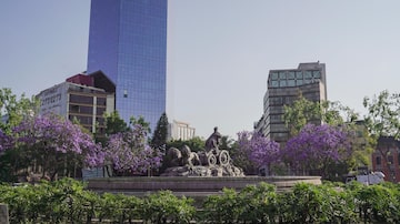  Jacarandas, deciduous trees that grow in bunches and bear an attractive purple-blue color, in full bloom in Mexico City on March 15, 2023. Every spring, Jacarandas bloom in Mexico’s capital city, the colorful purple flowers a living legacy of a Japanese gardener. (Marian Carrasquero/The New York Times). Foto: Marian Carrasquero/The New York Times,