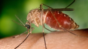 Culex.A febre do Nilo Ocidental é uma infecção viral causada pela transmissão de mosquitos comuns. Foto: Inea/Governo do Rio de Janeiro