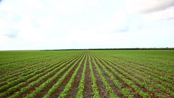Agricultura de precisãodomina a produção de soja na região de Sorriso (MT). Foto: Luis Ohira/Estadão