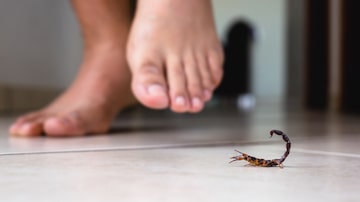 Scorpion indoors near a person. Person walking near a scorpion. Detection concept, brown or yellow scorpion, poisonous sting. Foto: RHJ/Adobe Stock      