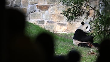 O panda Xiao Qi Ji em seu recinto no zoológico de Washington, antes de seu retorno à China no ano passado