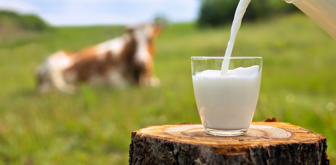milk pouring into glass from jug on wooden stump with grazing cow on the meadow as background. Foto: alter_photo/AdobeStock