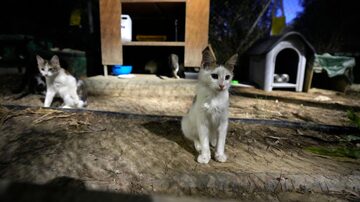 Desde janeiro, milhares de gatos morreram na ilha devido uma mutação de um coronavírus felino. Foto: AP Photo/Petros Karadjias/Arquv