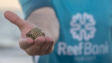 Técnica de criogenia busca recriar recifes e recuperar corais. Foto: Projeto ReefBank/Divul