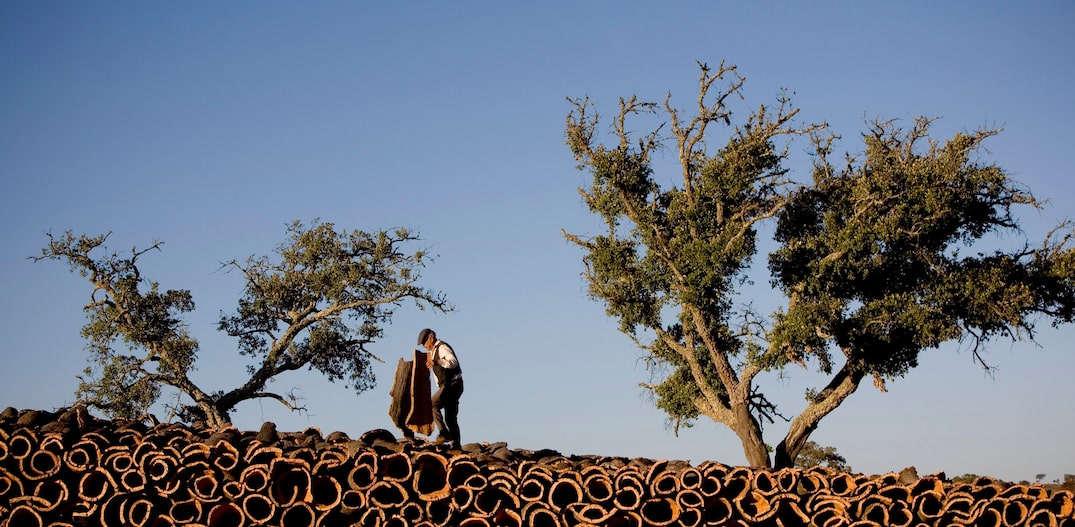 Rolinhos. Assim que são tiradas das árvores, as placas de cortiça seguem o formato curvo do tronco. Depois de cozidas, ficam retas. Foto: Nacho Doce/Reuters
