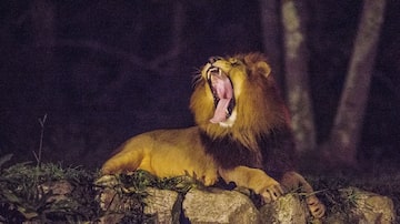 Leão é visto durante visita noturna no Zoológico de São Paulo. Foto: Tiago Queiroz/Estadão