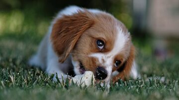 Cachorro se alimenta com um petisco na grama. Foto: Pexels