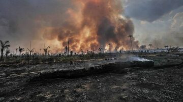 Queimar árvores é queimar dinheiro na nova economia, mostra livro 'Brasil: Paraíso Restaurável'. Foto: Gabriela Biló|Estadão