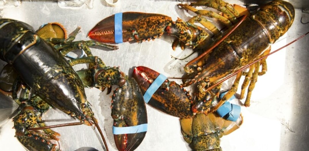Restaurante no Maine (EUA) quer sedar lagostas com maconha antes de irem para a panela de forma que elas não sofram tanto. Reguladores têm outras ideias. Foto: Greta Rybus|NYT