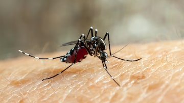 Dengue, zika and chikungunya fever mosquito (aedes aegypti) bitting human skin - drinking blood. Foto: tacio philip/Adobe Stock
