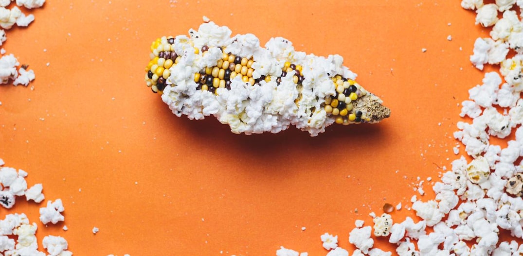 Espiga de milho colorido estourado. Foto: Douglas Issa