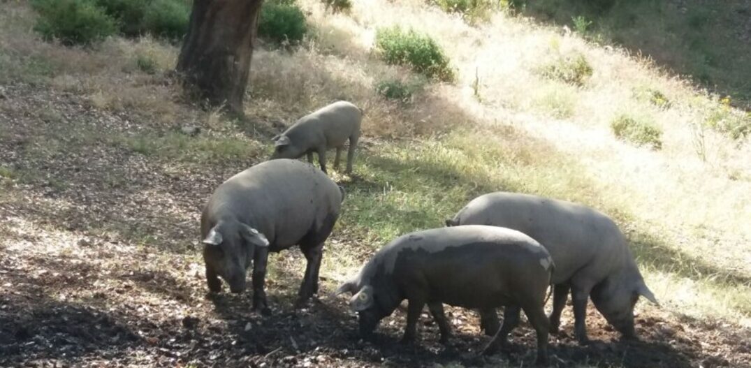 O porco ibérico. Foto: Patrícia Ferraz|Estadão 