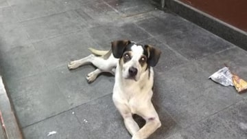O cachorro que vivia solto na loja do Carrefour teria sido envenenado e espancado até a morte por um segurança. Foto: Reprodução/Facebook
