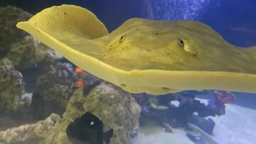 Arraia se reproduz sem macho em aquário dos EUA. Foto: Instagram/@TeamEcco