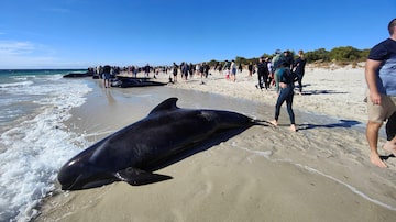 Pessoas caminham perto de baleias encalhadas na praia em Toby's Inlet, Dunsborough, Austrália. Pelo menos 29 delas, que não conseguiram voltar ao mar, morreram.