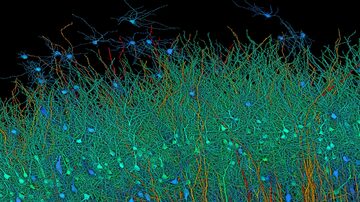 Mapa cérebro. Foto: Google Research & Lichtman Lab (Harvard University)/Renderizado D. BergerD
