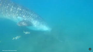 Filmagem do tubarão-baleia feita em Baixa Califórnia Sur, no México. Foto: IFLScience/Reprodução/Youtube