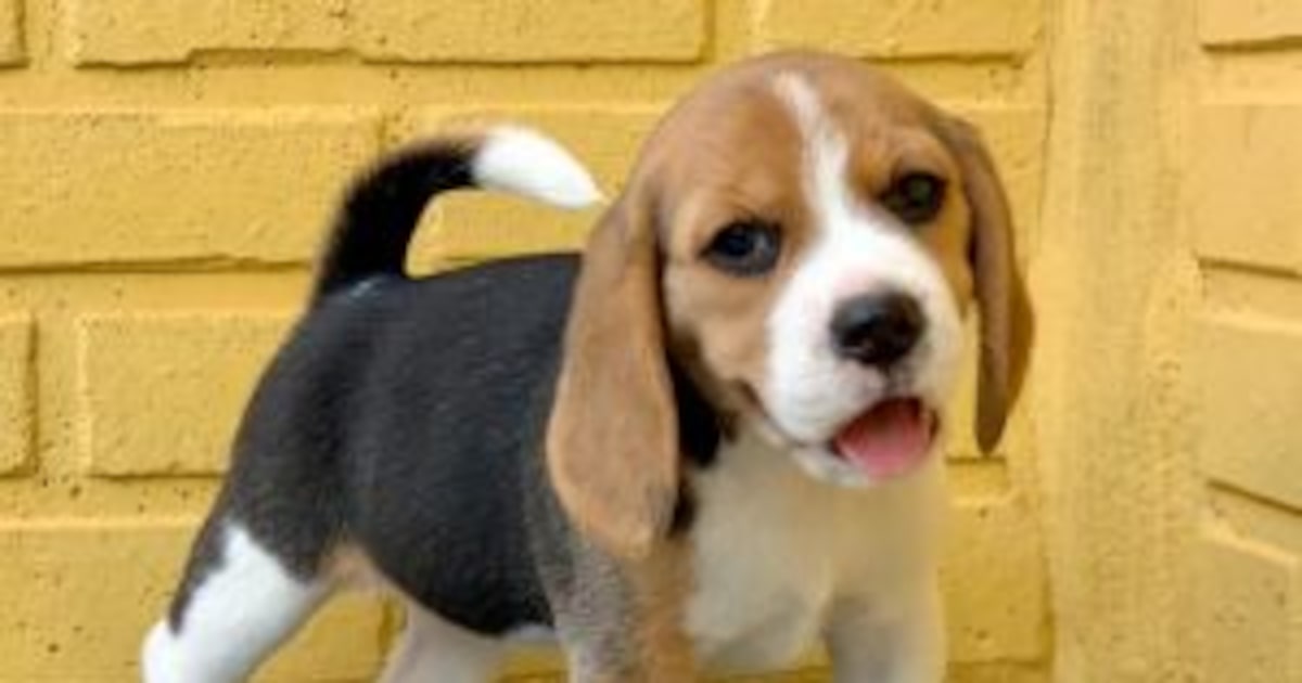 Beagle Roly Negra Tudo sobre a raça beagle - Estadão