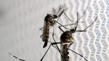 Mosquito tem comportamento diferente para transmissão de chikungunya, dengue e zika. Foto: REUTERS/Paulo Whitaker
