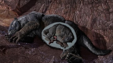 Representação da preguiça-gigante que foi descoberta pelo paleontólogo Cástor Cartelle. Foto:  J. Gonzalez/PUC-MG