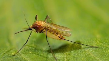 O 'Culex pipiens' é um mosquito comum em áreas urbanas da América do Norte. As populações de mosquitos cresceram 10 vezes nos últimos 50 anos nos Estados Unidos. Foto: Ary Faraji