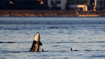 In this photo provided by wildlife photographer Jamie Kinney, orca whales swim in Elliott Bay on Thursday, Oct. 12, 2023, in Seattle. Kinney and many others are able to see whales thanks to a WhatsApp group chat created by Kersti Muul that alerts people to when the whales are in the area. (Jamie Kinney via AP). Foto: Jamie Kinney via AP