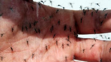 O mosquito 'Aedes aegypti' é transmissor do zika, da dengue e da chikungunya. Foto: Sérgio Castro/Estadão