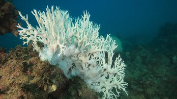 Os corais branqueados podem se recuperar, mas se a água ao redor deles estiver muito quente por muito tempo, eles morrem