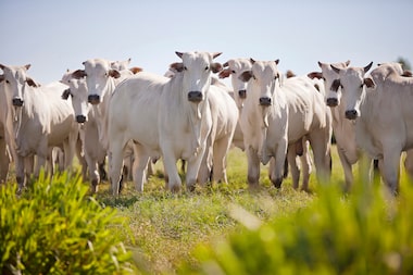 Por volta de 80% do total das emissões de carbono no agro vem da produção de carne bovina