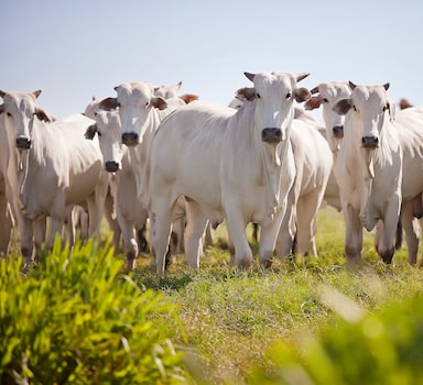 Por volta de 80% do total das emissões de carbono no agro vem da produção de carne bovina