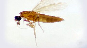 Mosquito Maruim, transmissor da febre oropouche. Foto: Fiocruz rondônia