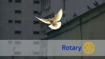 Bolsas Rotary pela Paz |. Foto: Sunyu, via Unsplash