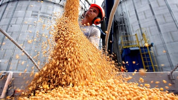 Produção de soja pode ser afetada pela proibição do uso de agrotóxico pelo Ibama, dizem produtores agrícolas
. Foto: EPITACIO PESSOA/ESTADAO