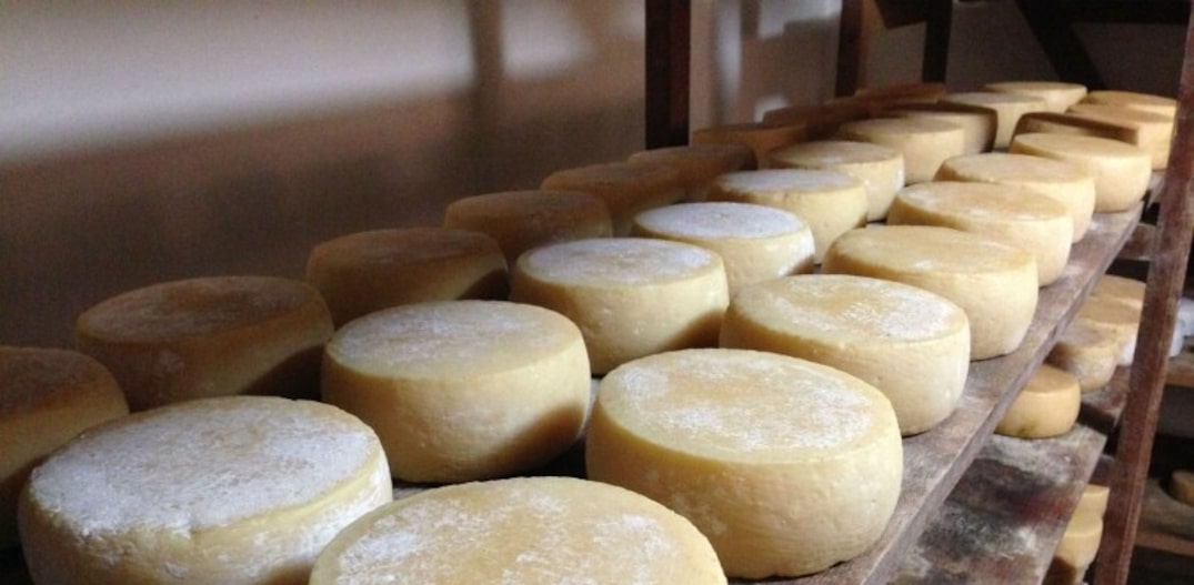 O novo queijo do Serro é mais maturado, mas mantém a acidez característica dos queijos da região. Foto: Eduardo Tristão Girão|Estadão 