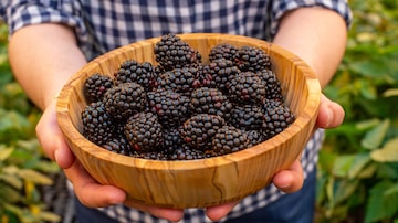 Blackberries from Pairwise, a company that uses gene-editing technology to create new breeds of plants, in Durham, N.C., Sept. 13, 2023. Pairwise hopes to create a seedless blackberry that grows on compact, thorn-free bushes. (Kate Medley/The New York Times). Foto: Kate Medley/The New York Times