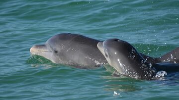 Polícia local informou que seis casos de ataques de golfinhos em humanos já foram relatados somente nesta temporada. Foto: Sarasota Dolphin Research Program vía AP