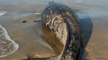 filhote de baleia da espécie Franca. Foto: Patram/BM