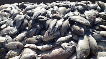 Ao menos 40 toneladas de peixes morreram após mudança na cor da água do Rio Tietê, em Sales, interior de São Paulo. Foto: Prefeitura de Sales/Divulgação 