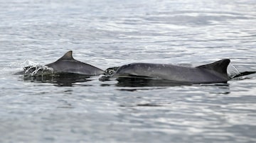 Golfinhos da espécie boto cinza são avistados em Cananeia. Foto: Clayton de Souza/Estadão