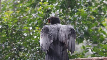 Condor da Califórnia nascido em cativeiro na Cidade do México em 2017. Foto: REUTERS/Henry Romero