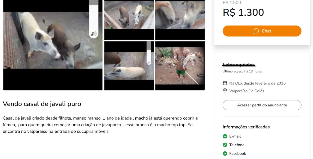 Anúncio de venda de 'casal de javali puro' na internet por R$ 1,3 mil