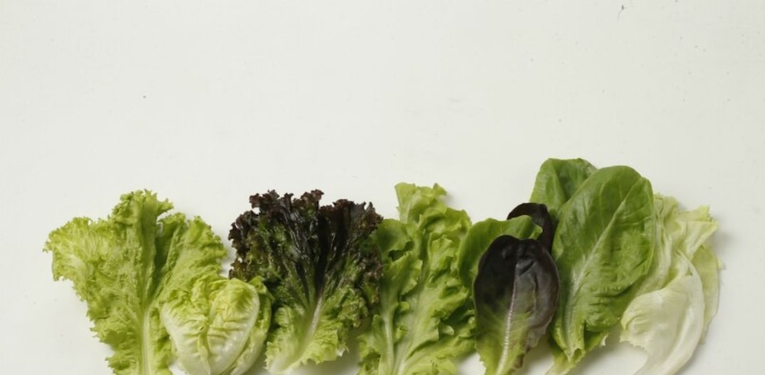 Variedades do vegetal. Foto: Alex Silva|Estadão