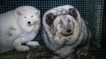 Two foxes with overgrown skins and one of them with an eye infection are pictured in a cage in Lapua, Finland, on December 6, 2022. - Huge foxes trapped in small cages, infections, eye diseases, and young cubs eating their dead siblings, new footage by animal rights group paints a shocking picture of fur farming in Finland. With nearly a million pelts produced annually, Finland is Europe's leading producer of certified fox fur, the second in the world after China. (Photo by Oikeutta Elaimille / AFP) / TO GO WITH AFP STORY by Elias HUUHTANEN. Foto: Oikeutta Elaimille/ AFP