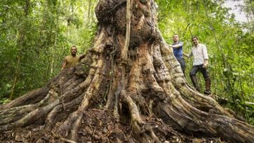 Pau-Brasil gigante de 600 anos é descoberto no sul da Bahia