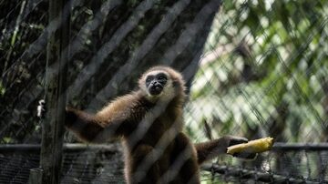 Hora da alimentação no santuário do Projeto de Reabilitação Gibbon em Phuket, Tailândia. Foto: Adam Dean/The New York Times