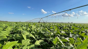 Mitre Agro vai aumentar a área irrigada que cobre hoje 7,2 mil hectares. Foto: MITRE AGRO