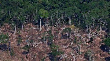 Perda vegetal na Amazônia paraense:especialistas defendem desmatamento zero. Foto: REUTERS/Amanda Perobelli